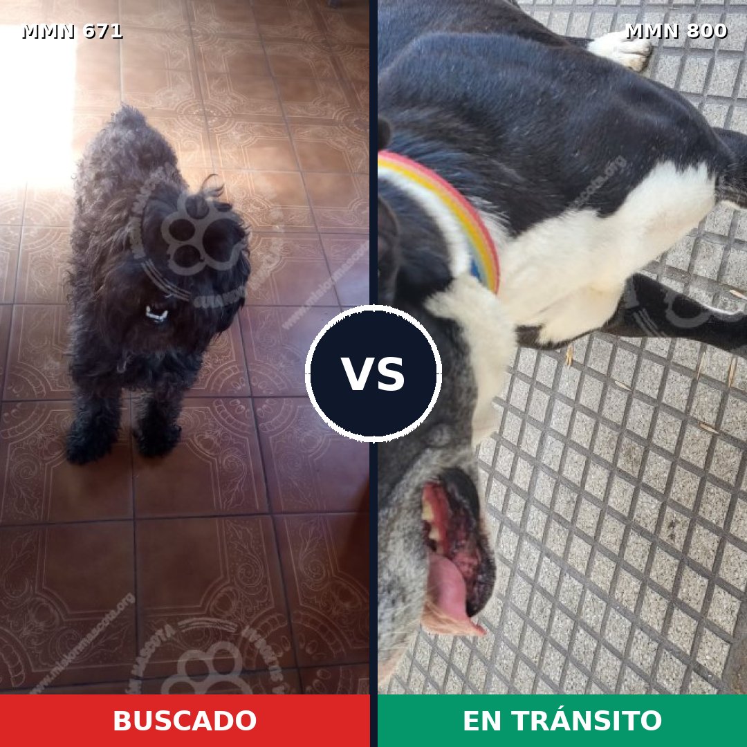 Comparativa MMS 12991: mascota perdida y mascota encontrada, 28% de similitud