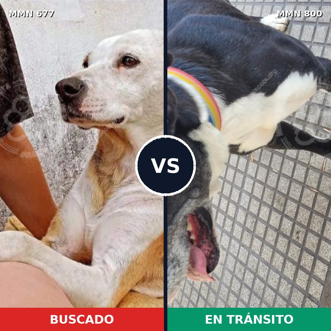 Comparativa MMS 12993: mascota perdida y mascota encontrada, 40% de similitud