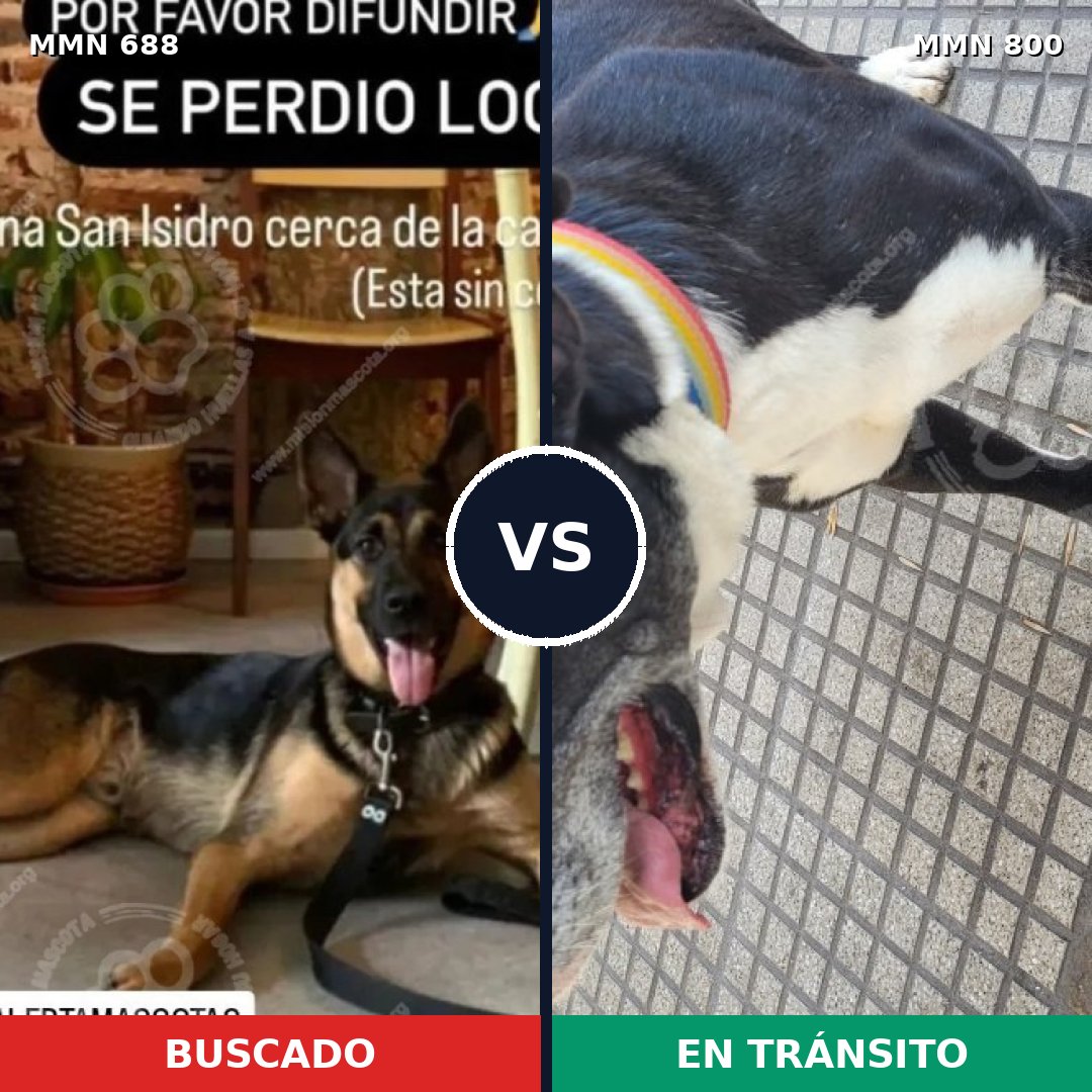 Comparativa MMS 12994: mascota perdida y mascota encontrada, 64% de similitud