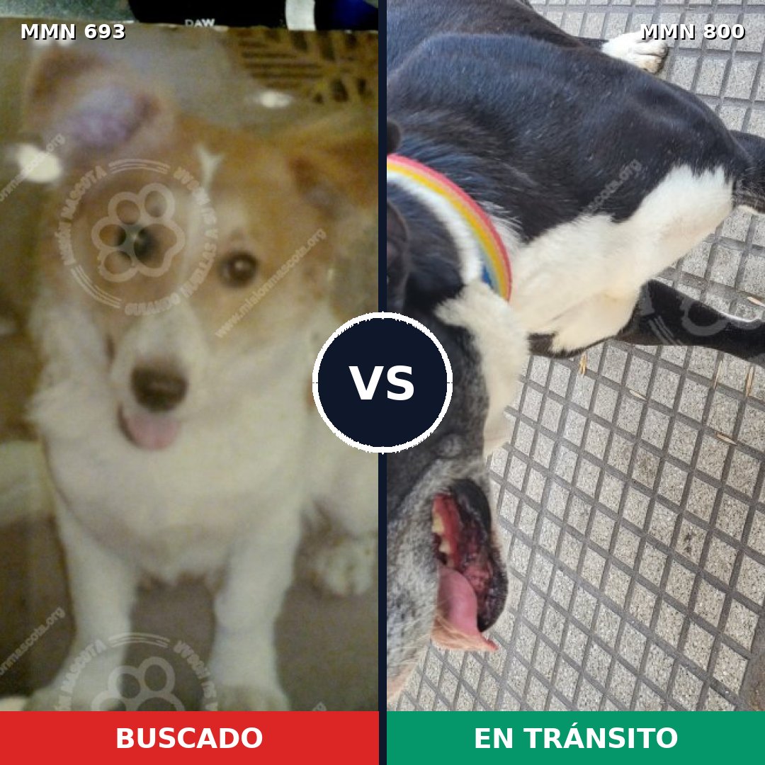 Comparativa MMS 12995: mascota perdida y mascota encontrada, 37% de similitud