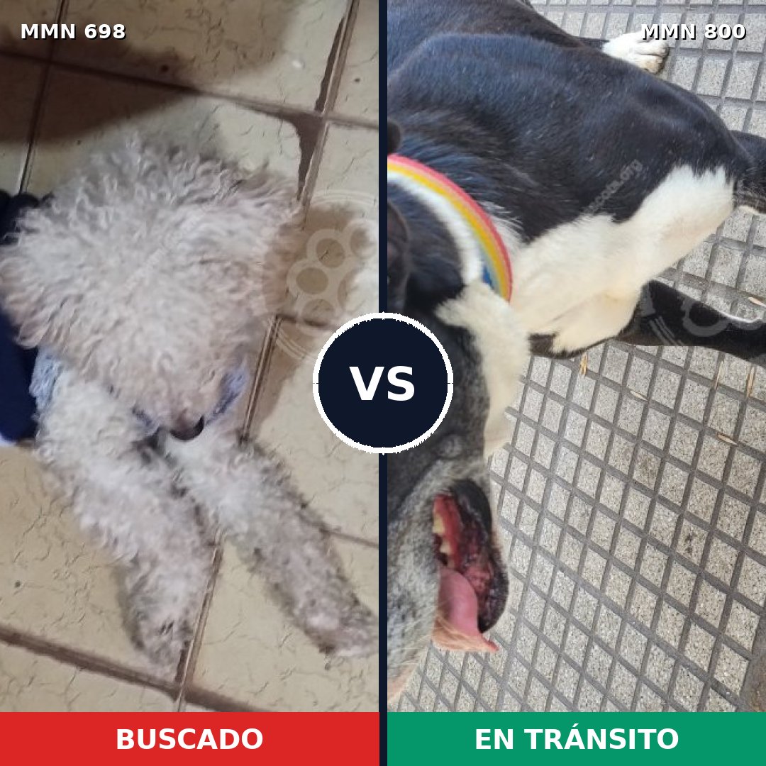 Comparativa MMS 12996: mascota perdida y mascota encontrada, 35% de similitud