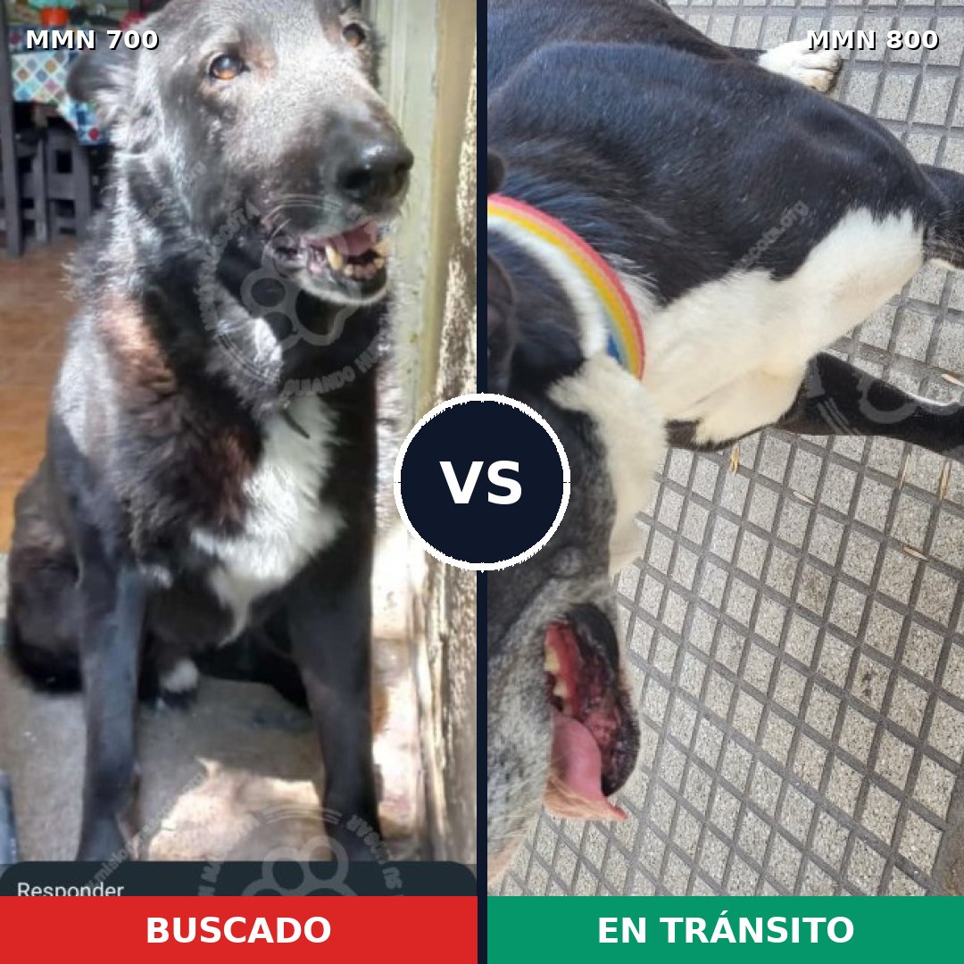 Comparativa MMS 12997: mascota perdida y mascota encontrada, 80% de similitud
