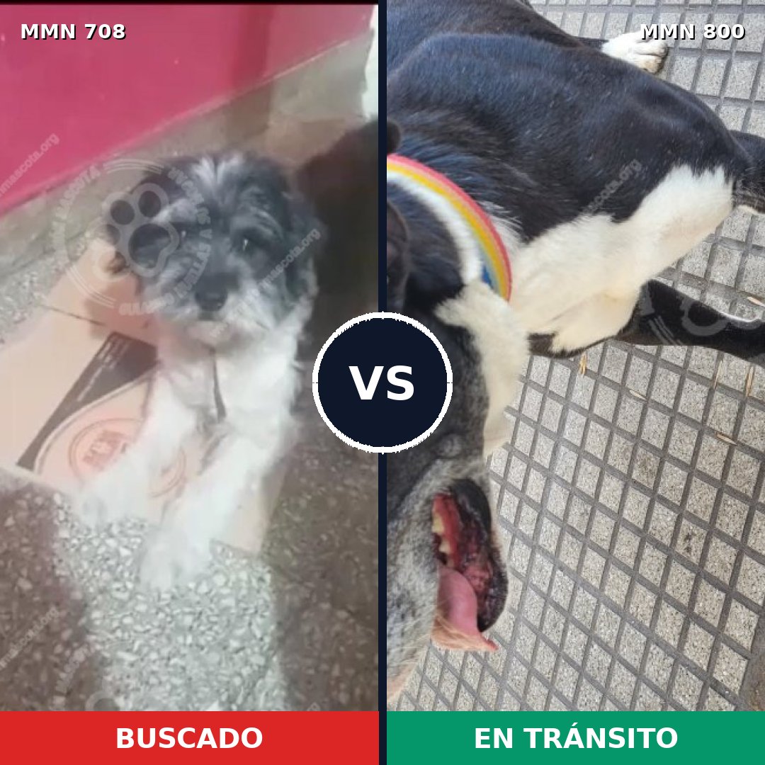 Comparativa MMS 12999: mascota perdida y mascota encontrada, 50% de similitud