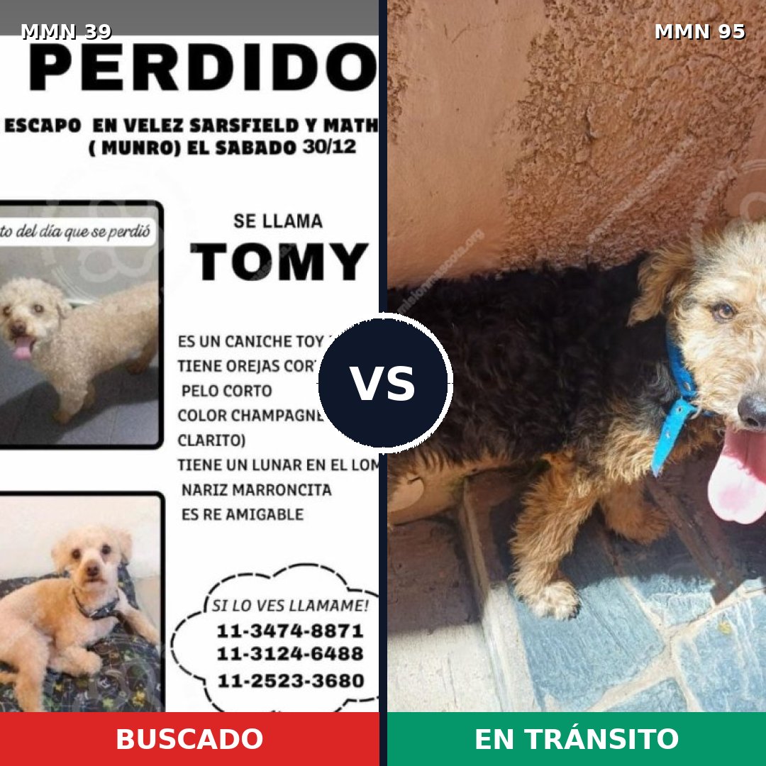 Comparativa MMS 13: mascota perdida y mascota encontrada, 16% de similitud