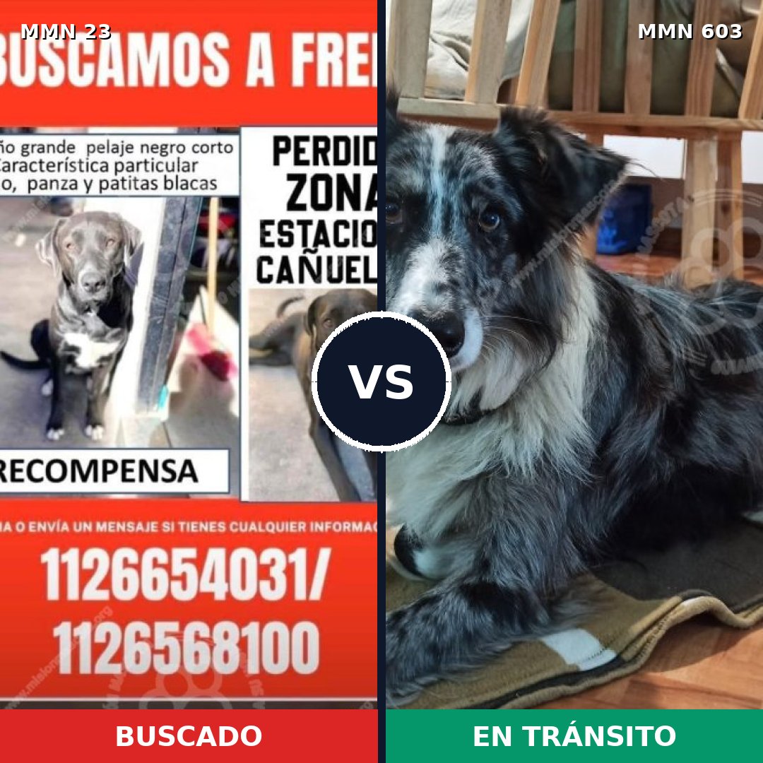Comparativa MMS 1300: mascota perdida y mascota encontrada, 47% de similitud