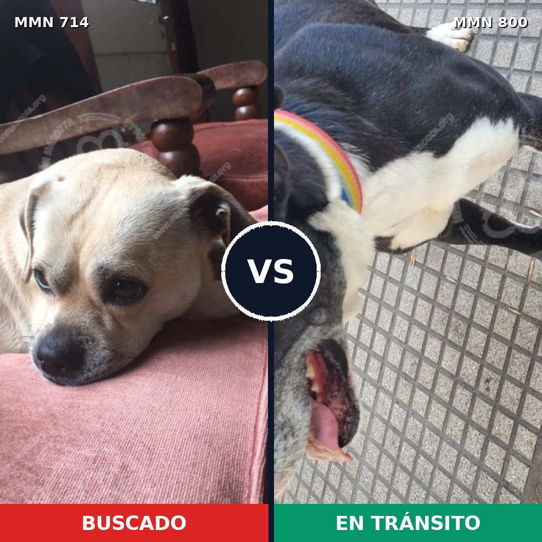 Comparativa MMS 13000: mascota perdida y mascota encontrada, 25% de similitud