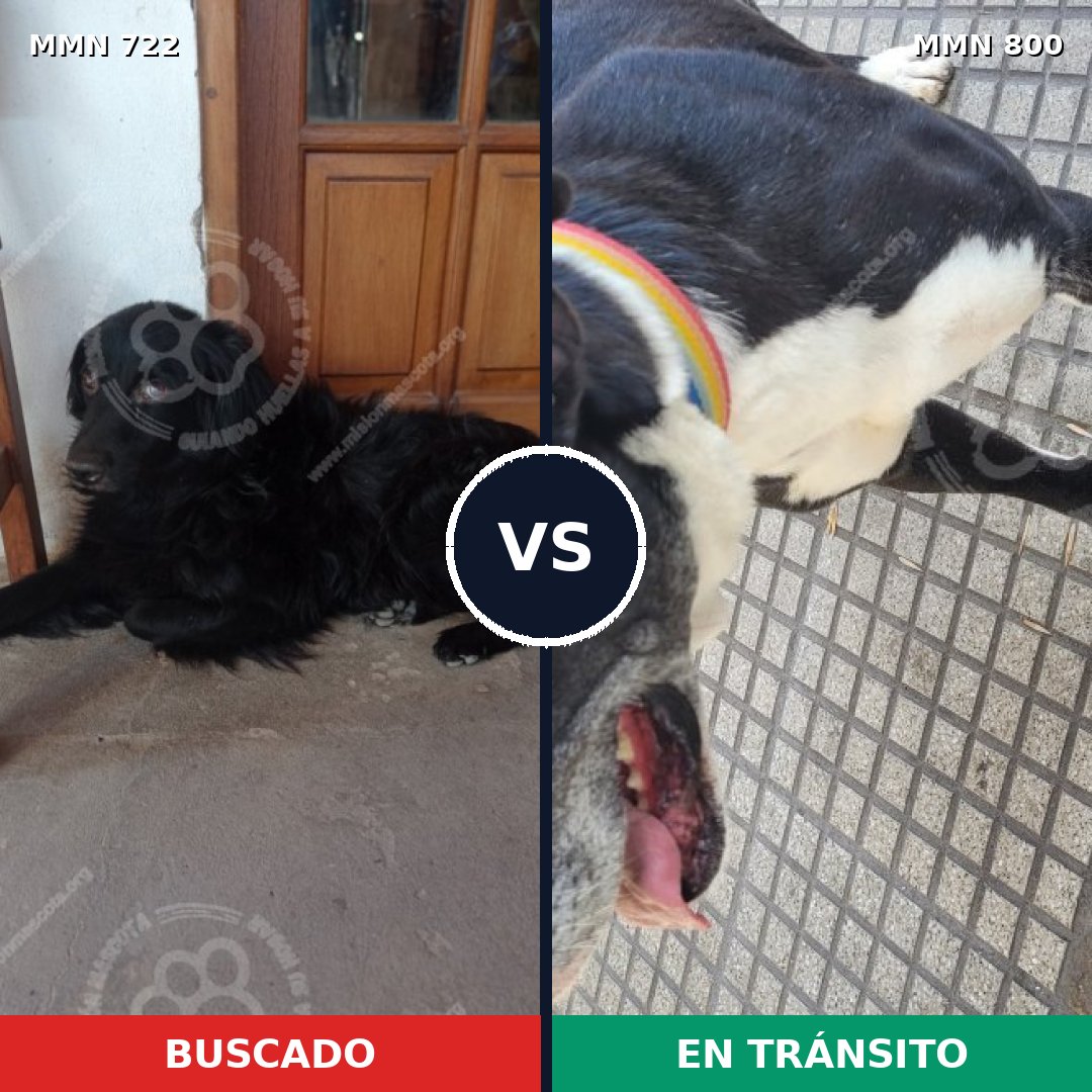 Comparativa MMS 13001: mascota perdida y mascota encontrada, 54% de similitud