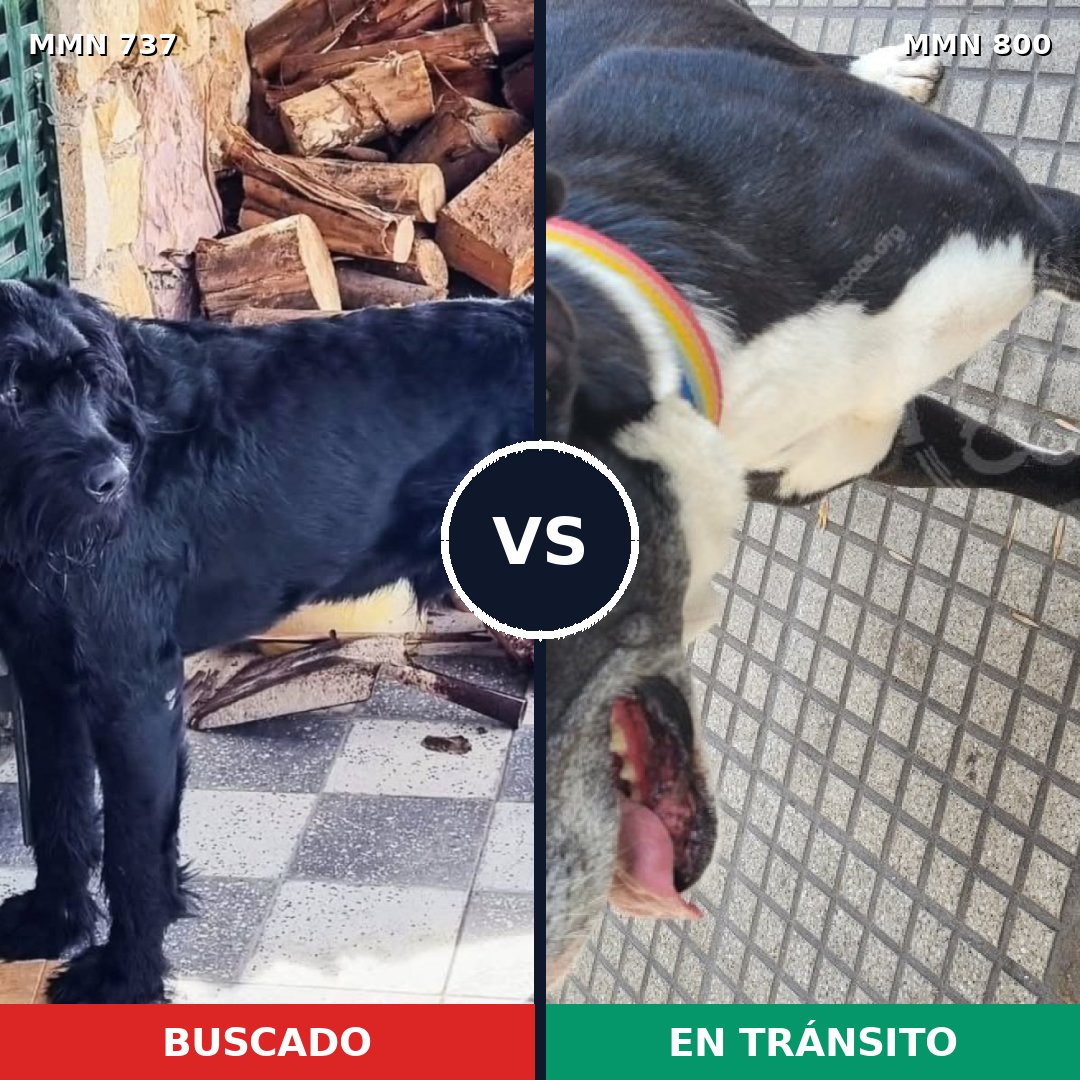 Comparativa MMS 13002: mascota perdida y mascota encontrada, 38% de similitud