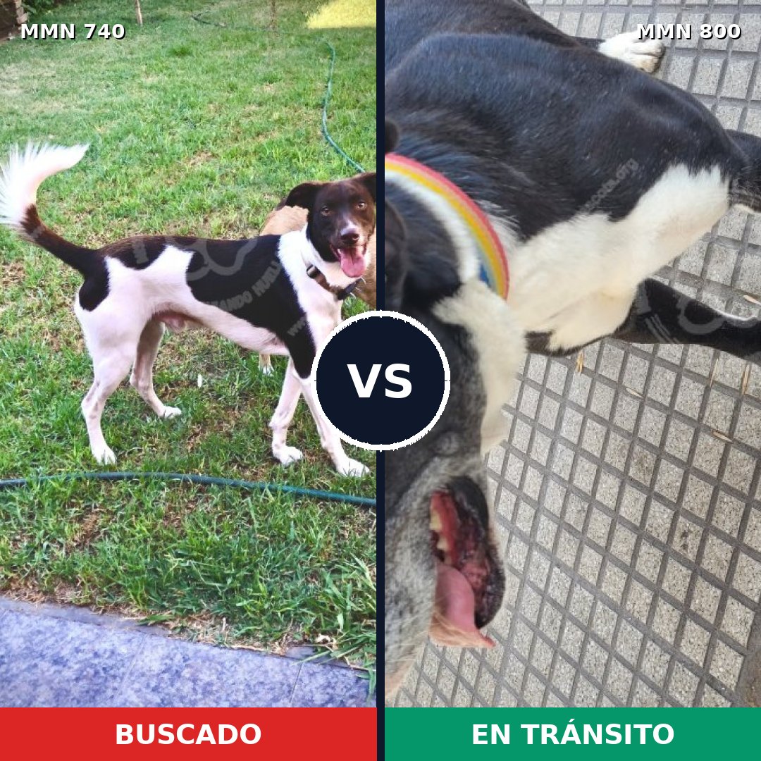 Comparativa MMS 13003: mascota perdida y mascota encontrada, 34% de similitud