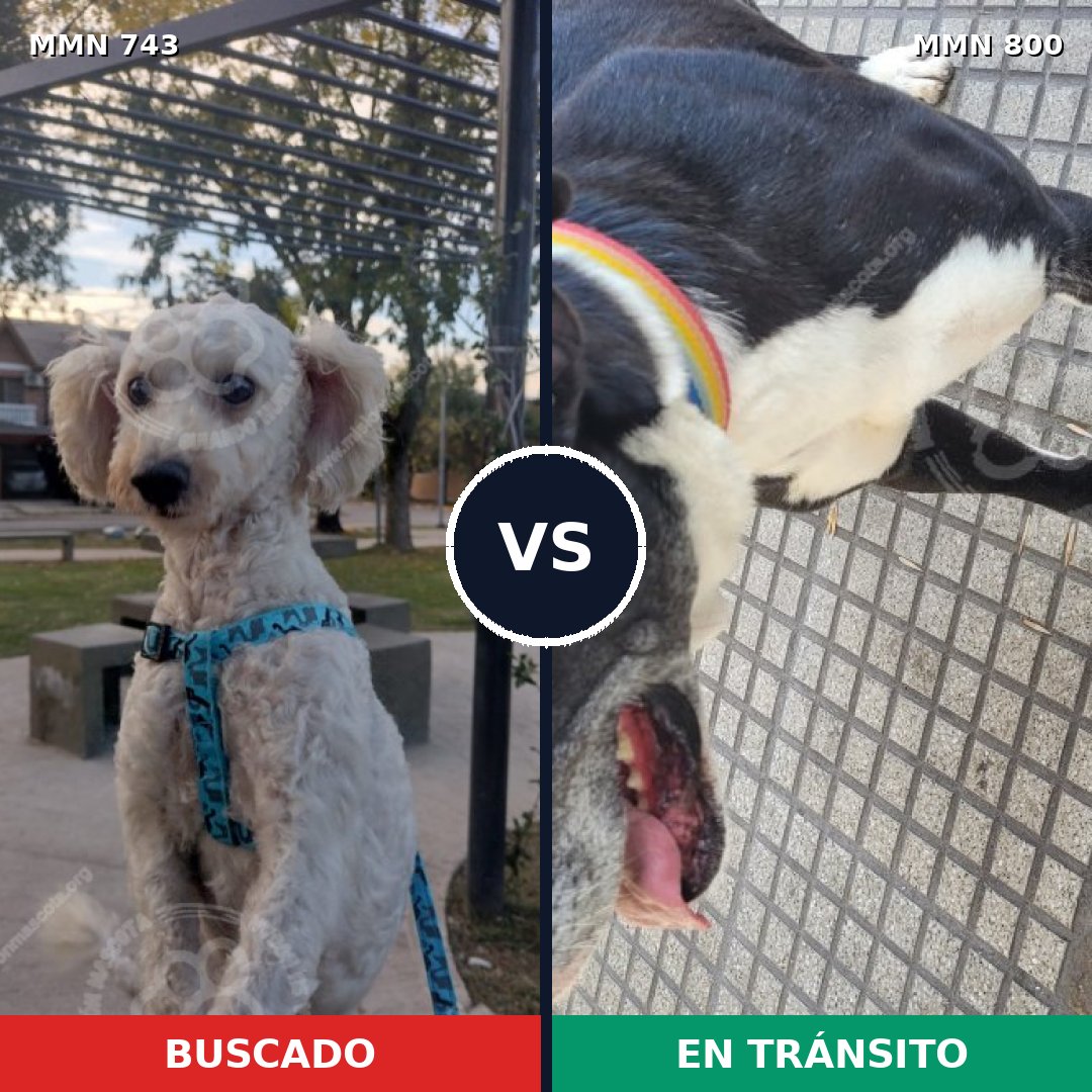 Comparativa MMS 13004: mascota perdida y mascota encontrada, 45% de similitud