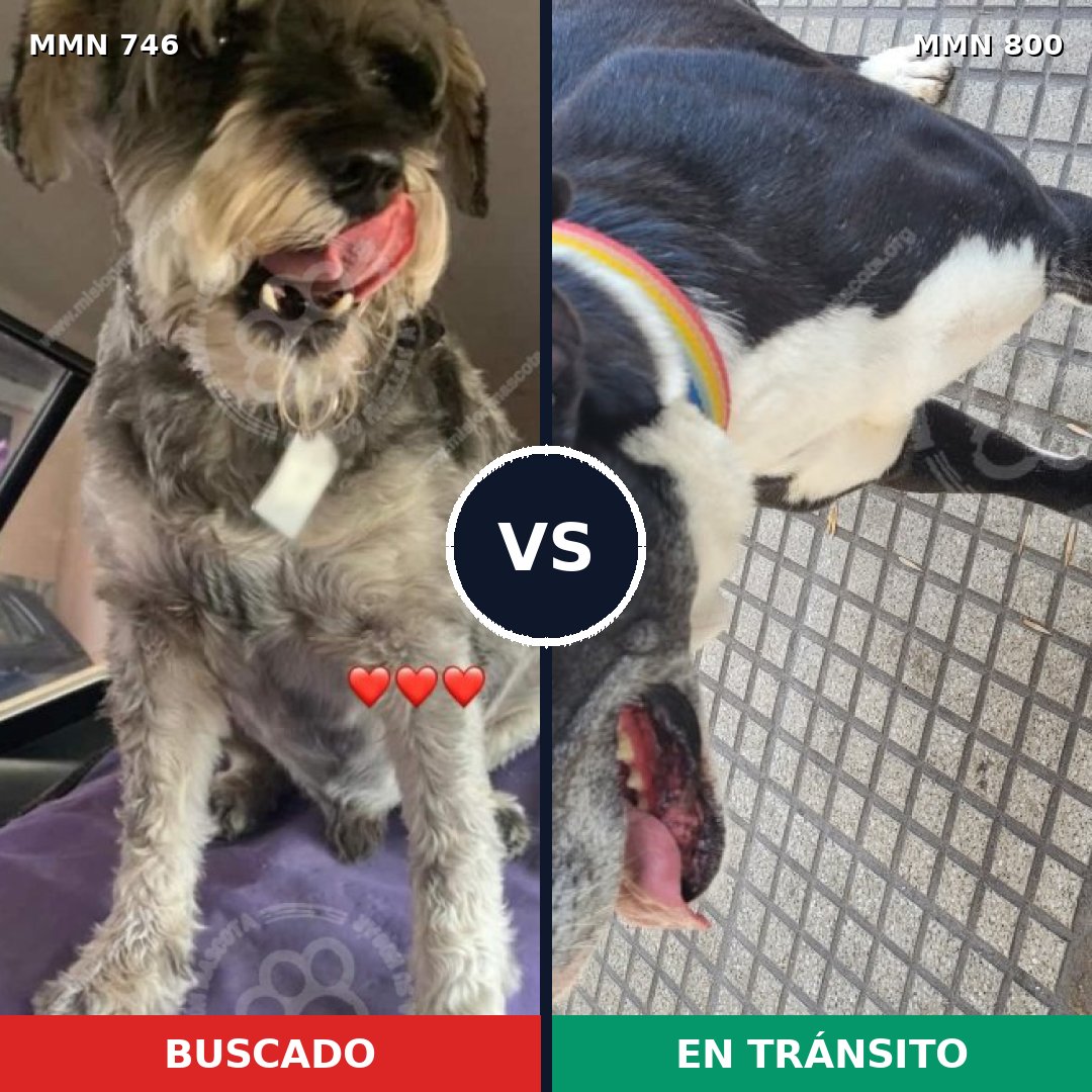 Comparativa MMS 13006: mascota perdida y mascota encontrada, 16% de similitud