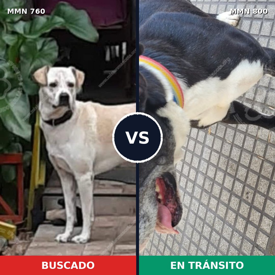 Comparativa MMS 13007: mascota perdida y mascota encontrada, 39% de similitud