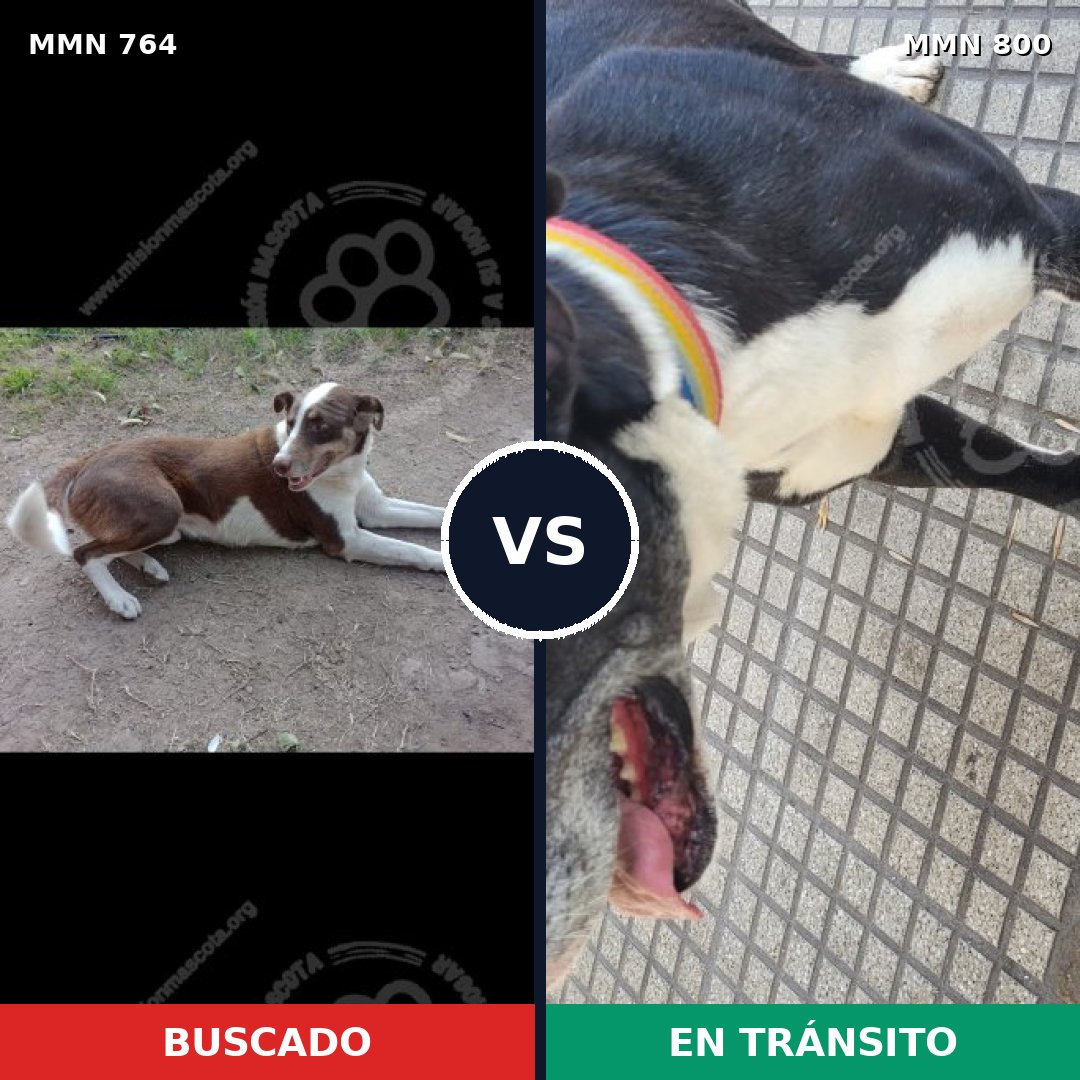 Comparativa MMS 13009: mascota perdida y mascota encontrada, 59% de similitud
