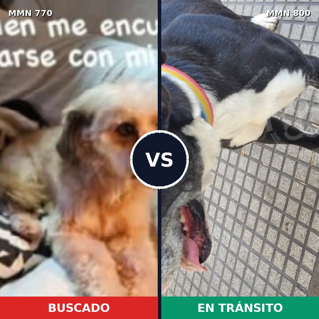Comparativa MMS 13012: mascota perdida y mascota encontrada, 33% de similitud