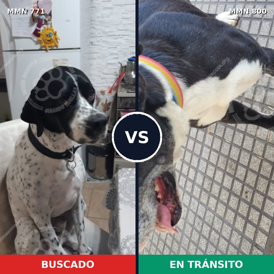 Comparativa MMS 13013: mascota perdida y mascota encontrada, 62% de similitud