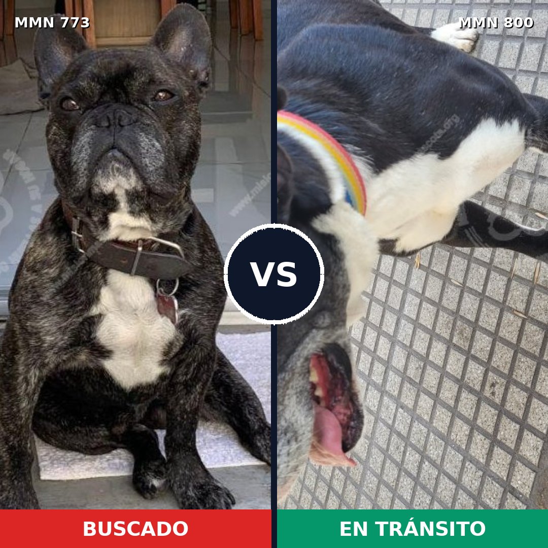 Comparativa MMS 13014: mascota perdida y mascota encontrada, 43% de similitud
