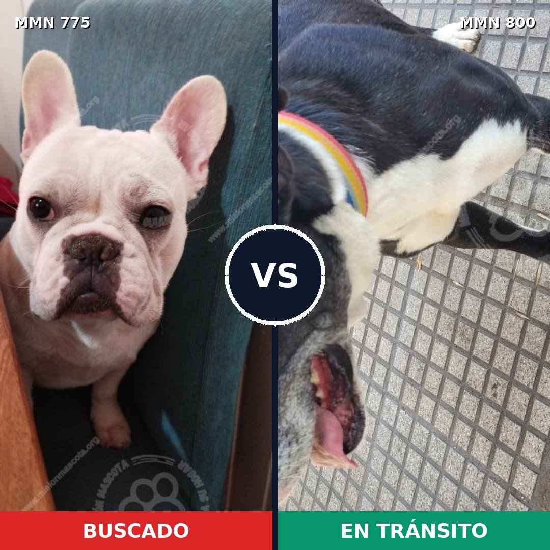 Comparativa MMS 13015: mascota perdida y mascota encontrada, 35% de similitud