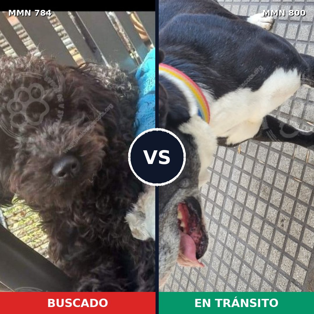 Comparativa MMS 13018: mascota perdida y mascota encontrada, 40% de similitud