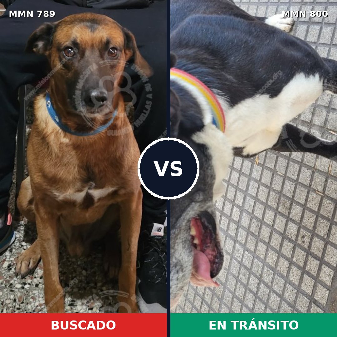 Comparativa MMS 13019: mascota perdida y mascota encontrada, 50% de similitud