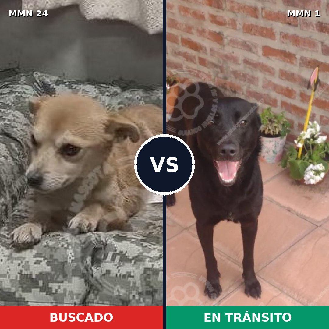 Comparativa MMS 1302: mascota perdida y mascota encontrada, 53% de similitud