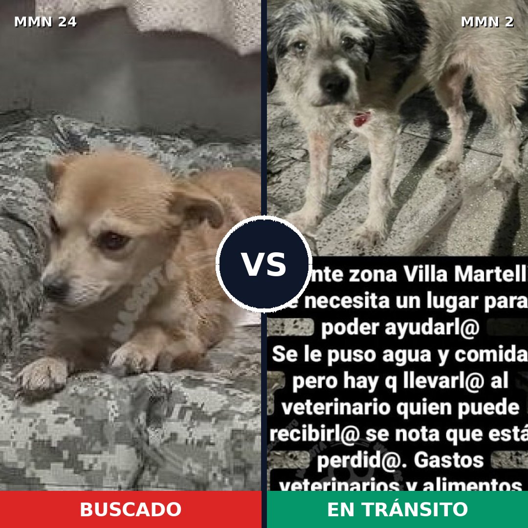 Comparativa MMS 1303: mascota perdida y mascota encontrada, 70% de similitud