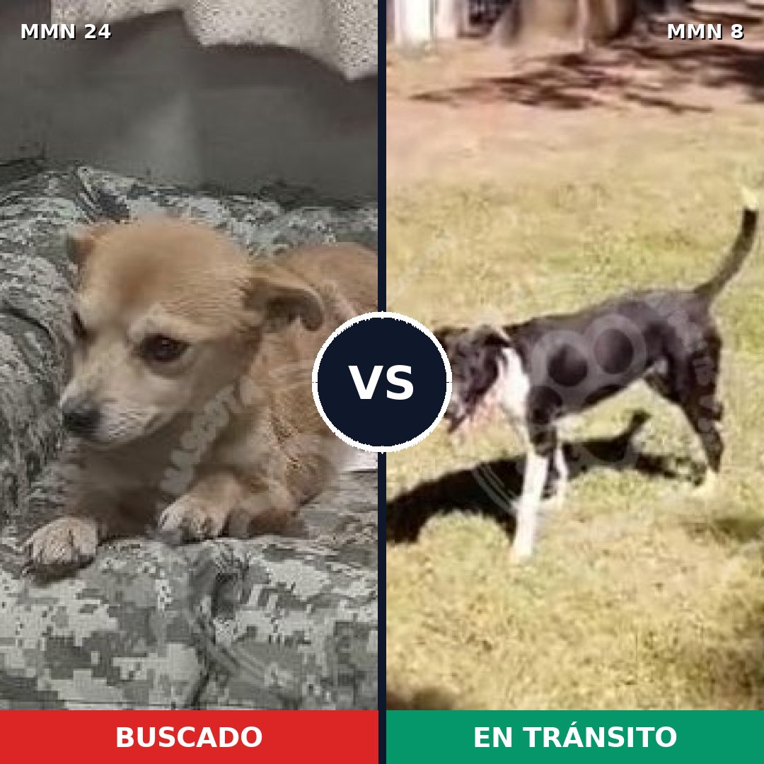 Comparativa MMS 1304: mascota perdida y mascota encontrada, 58% de similitud
