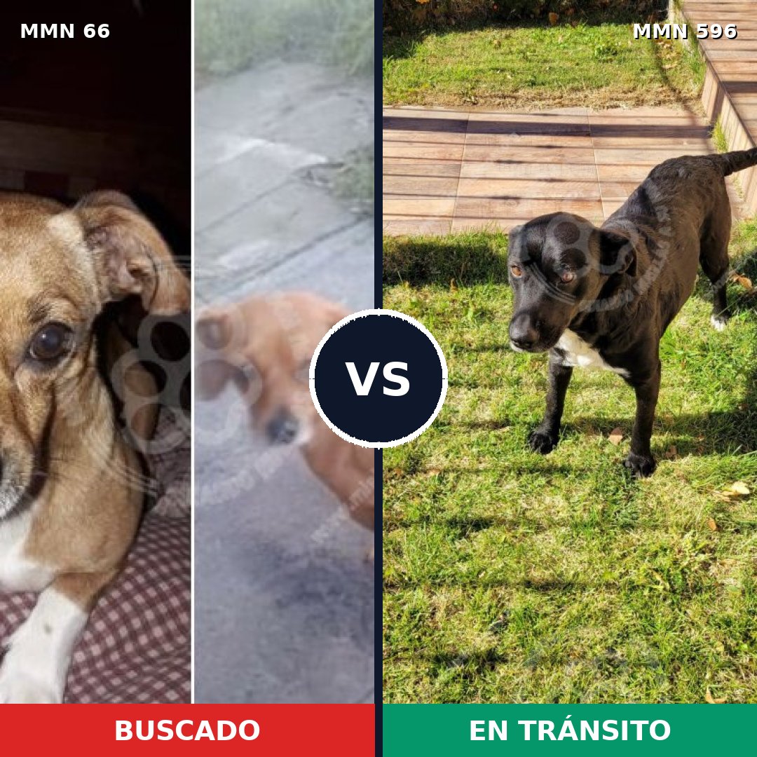 Comparativa MMS 13041: mascota perdida y mascota encontrada, 23% de similitud