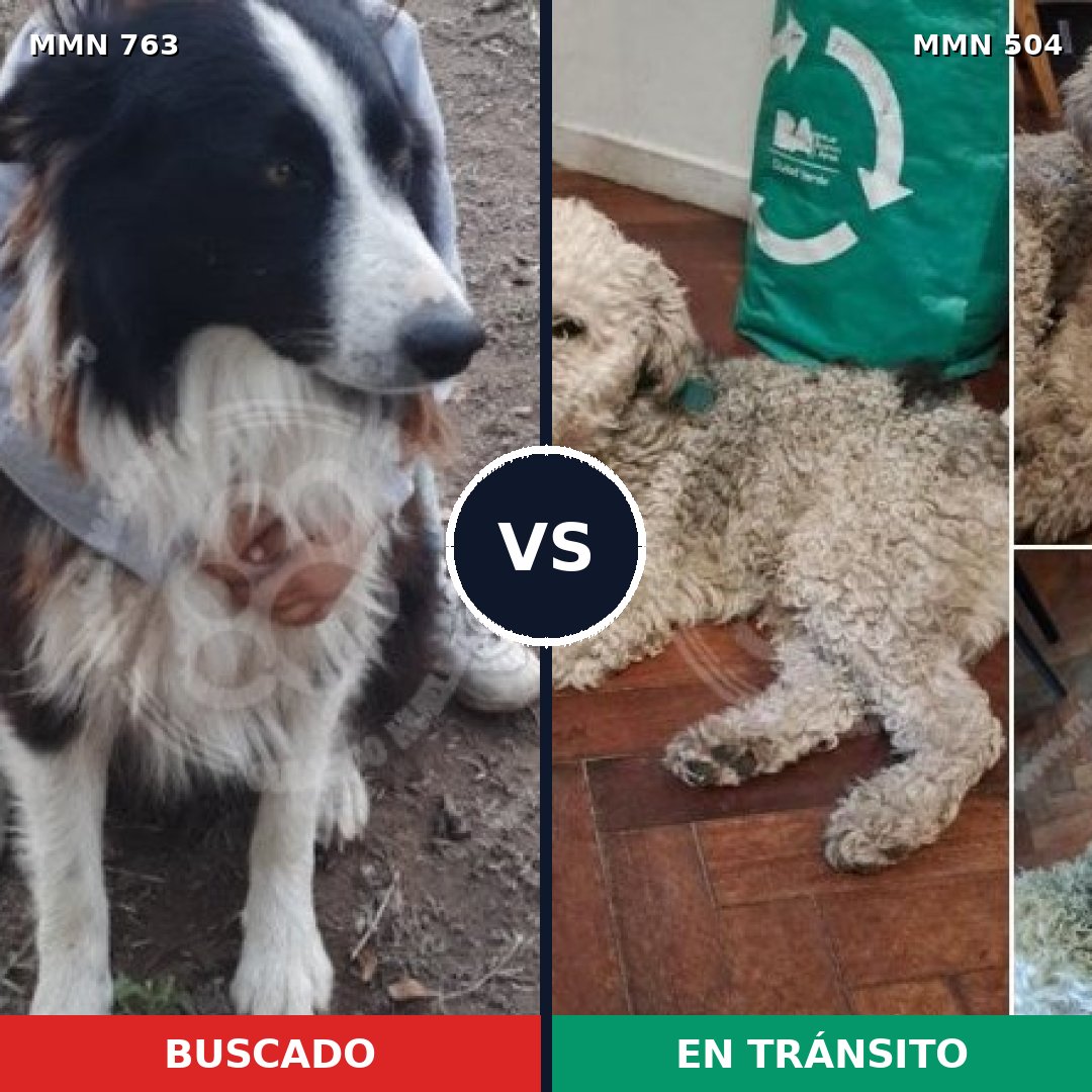 Comparativa MMS 13042: mascota perdida y mascota encontrada, 40% de similitud