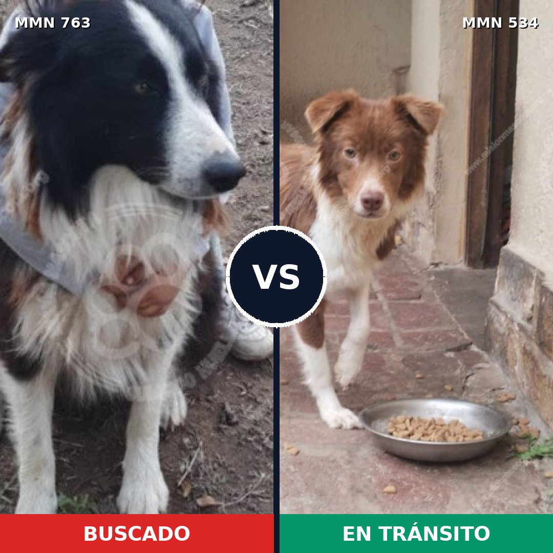 Comparativa MMS 13044: mascota perdida y mascota encontrada, 46% de similitud