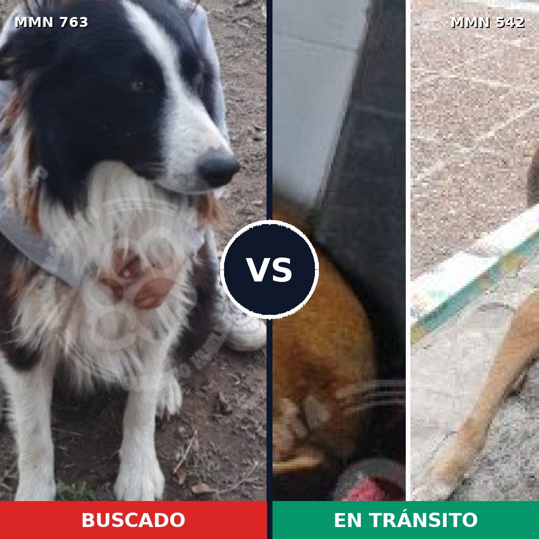 Comparativa MMS 13045: mascota perdida y mascota encontrada, 38% de similitud