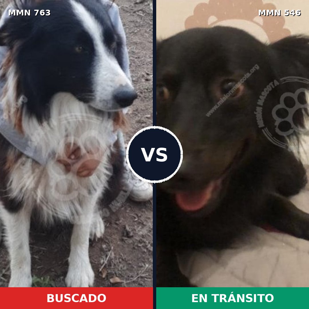 Comparativa MMS 13046: mascota perdida y mascota encontrada, 48% de similitud