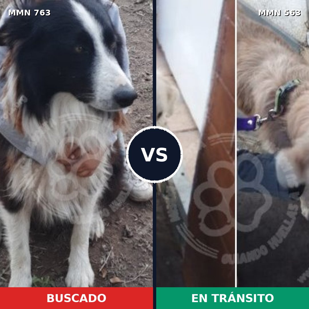 Comparativa MMS 13047: mascota perdida y mascota encontrada, 40% de similitud