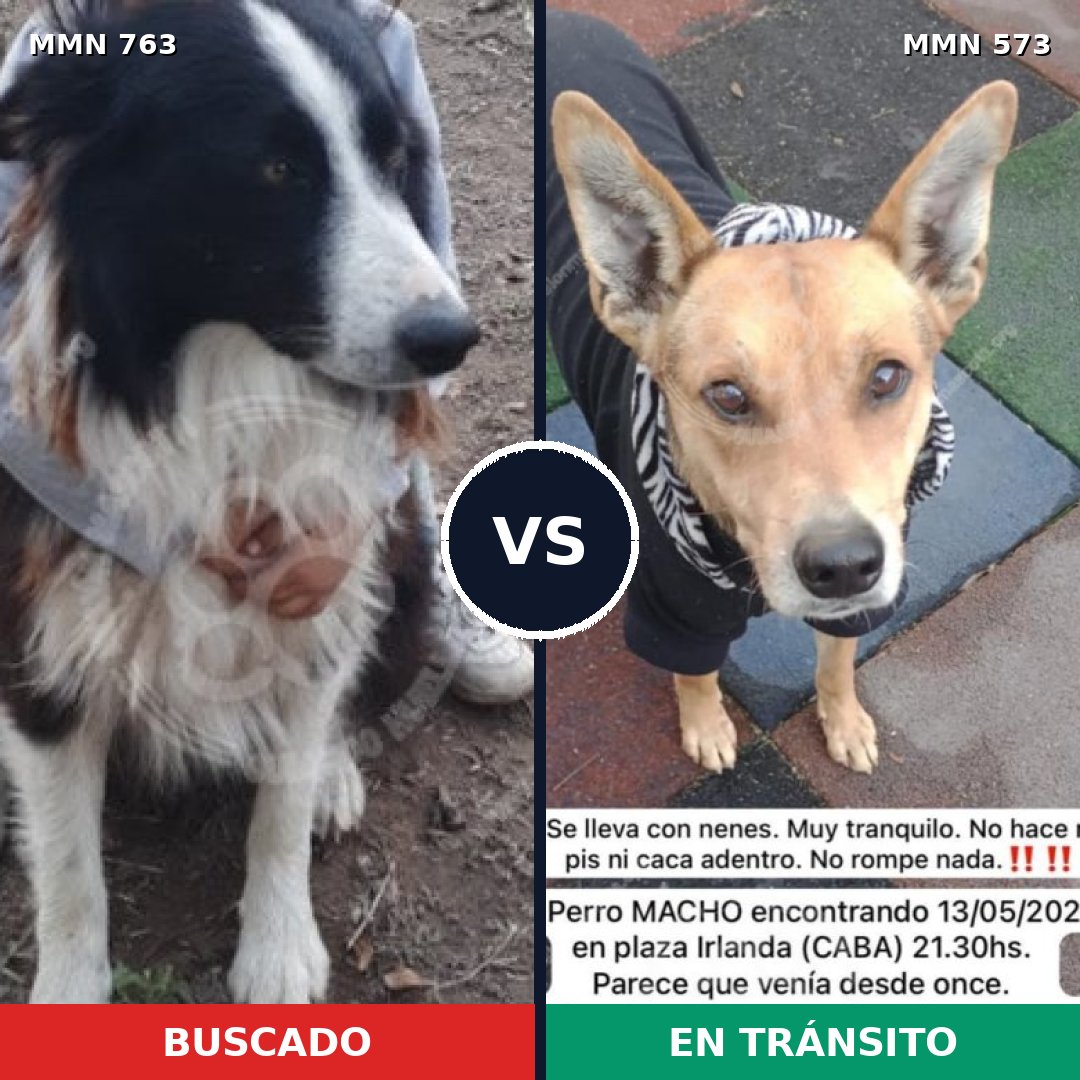 Comparativa MMS 13048: mascota perdida y mascota encontrada, 53% de similitud