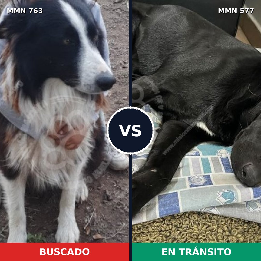Comparativa MMS 13049: mascota perdida y mascota encontrada, 53% de similitud