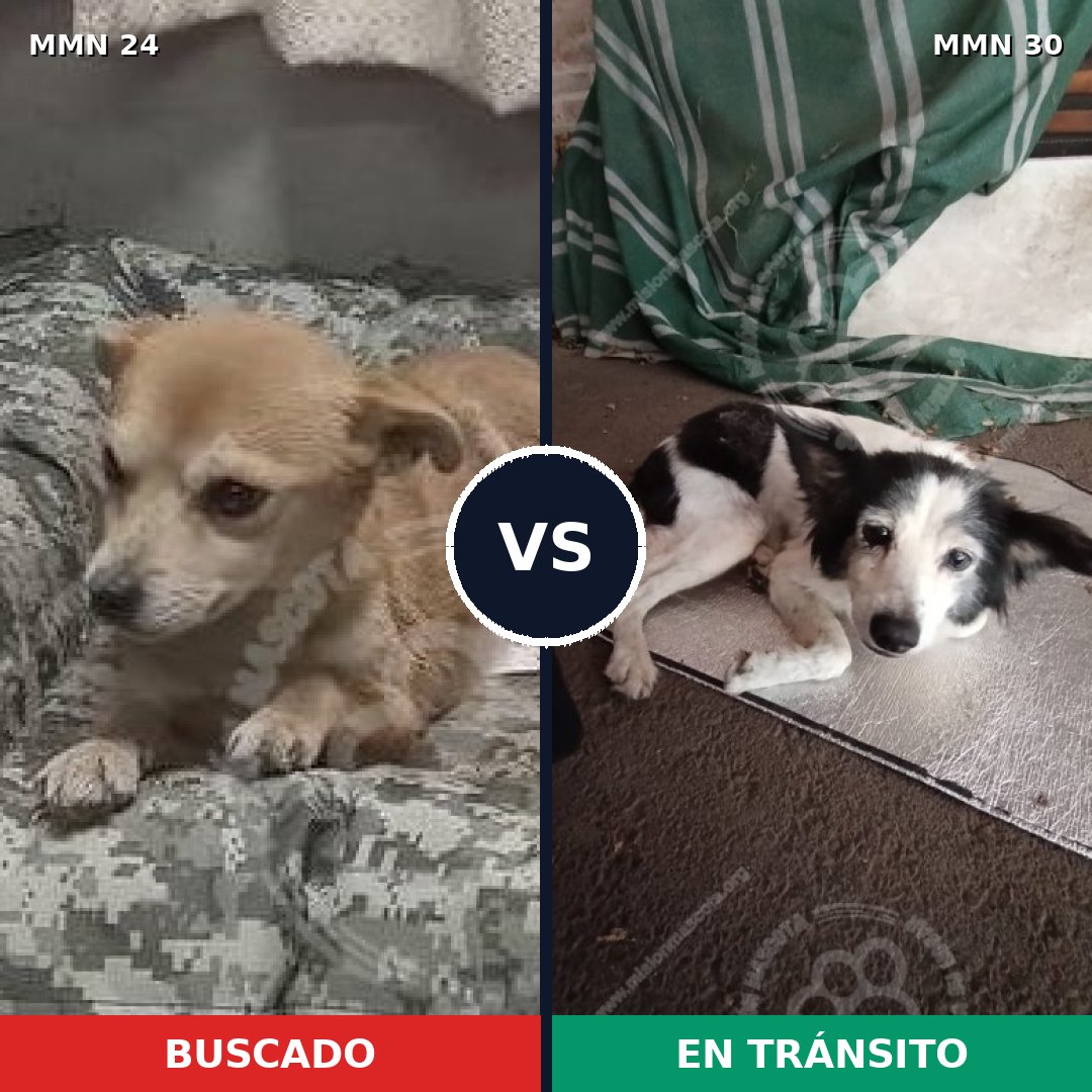 Comparativa MMS 1305: mascota perdida y mascota encontrada, 63% de similitud
