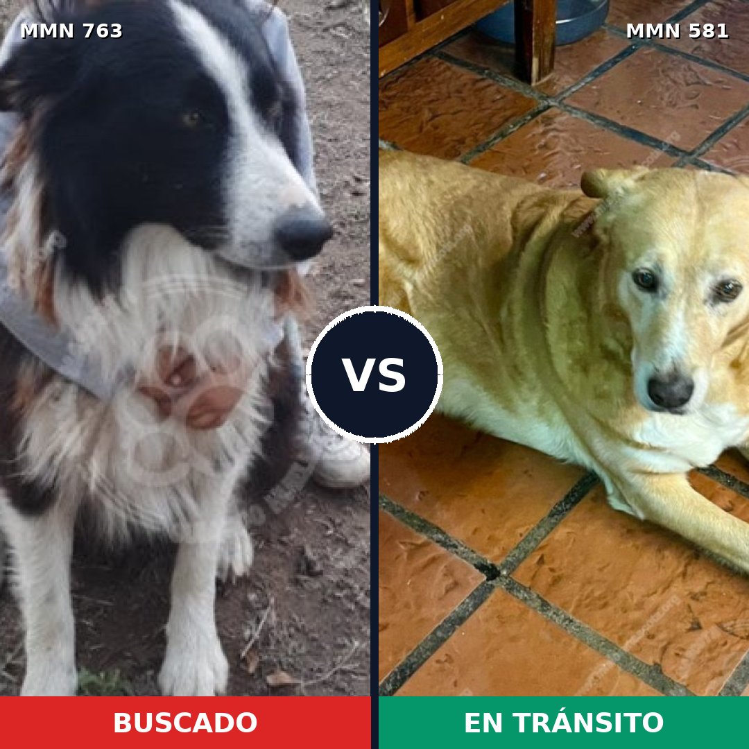 Comparativa MMS 13050: mascota perdida y mascota encontrada, 31% de similitud
