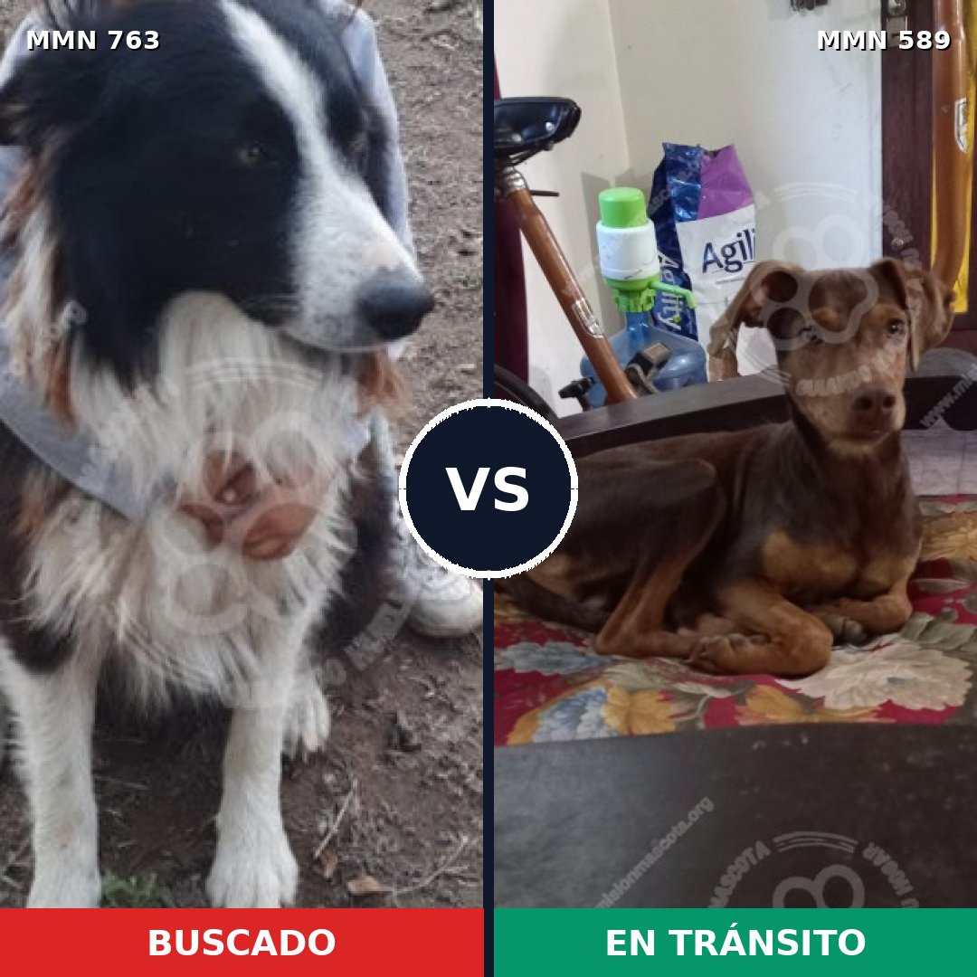 Comparativa MMS 13051: mascota perdida y mascota encontrada, 32% de similitud