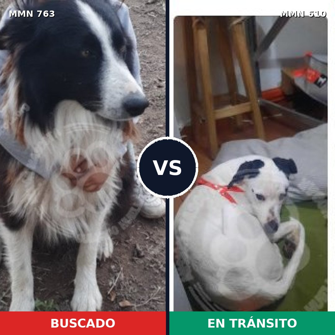 Comparativa MMS 13052: mascota perdida y mascota encontrada, 50% de similitud