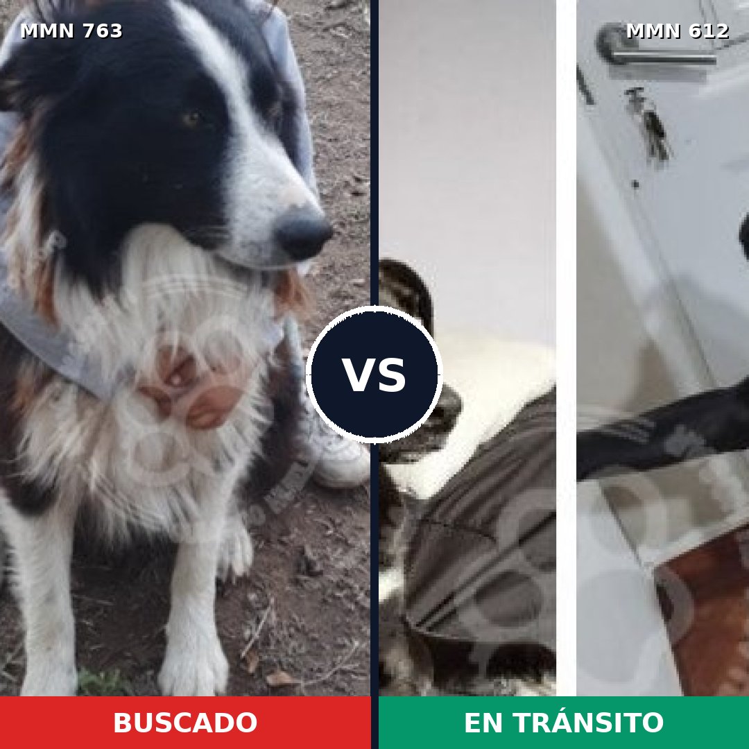 Comparativa MMS 13053: mascota perdida y mascota encontrada, 53% de similitud