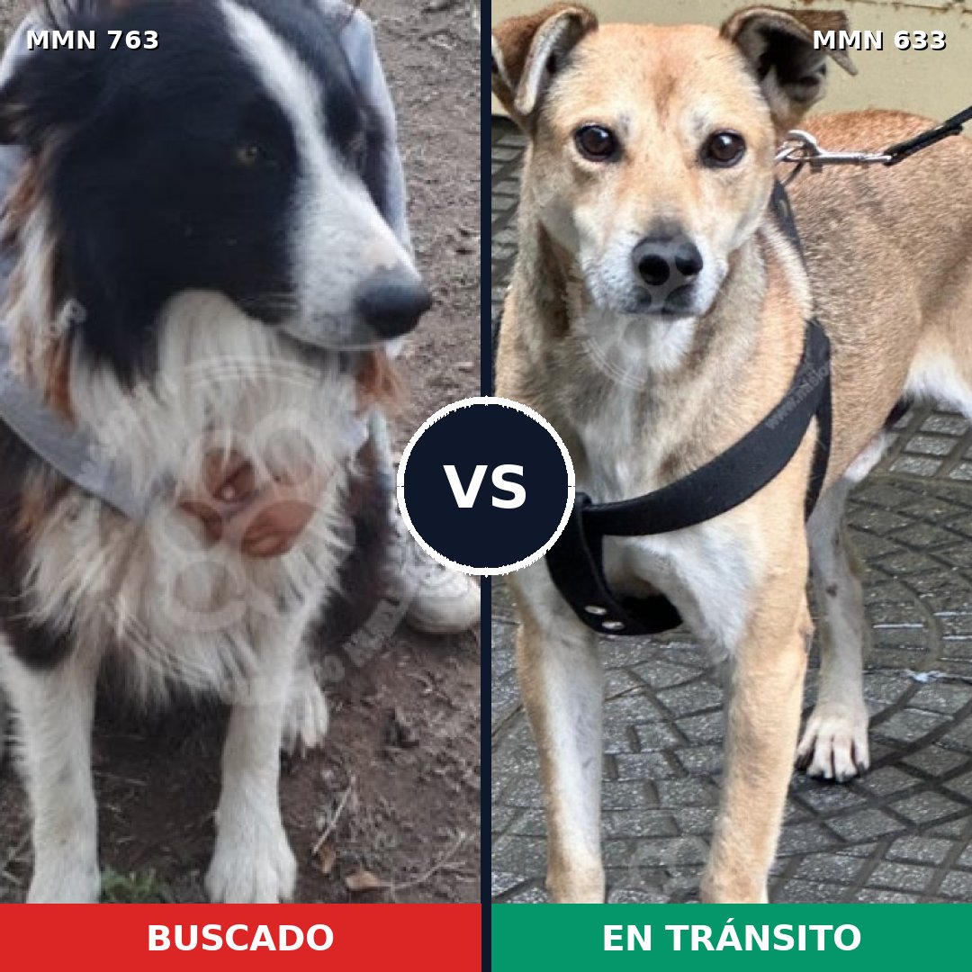 Comparativa MMS 13054: mascota perdida y mascota encontrada, 45% de similitud