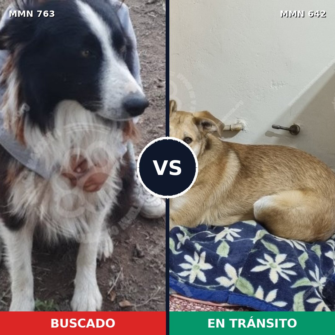 Comparativa MMS 13055: mascota perdida y mascota encontrada, 29% de similitud