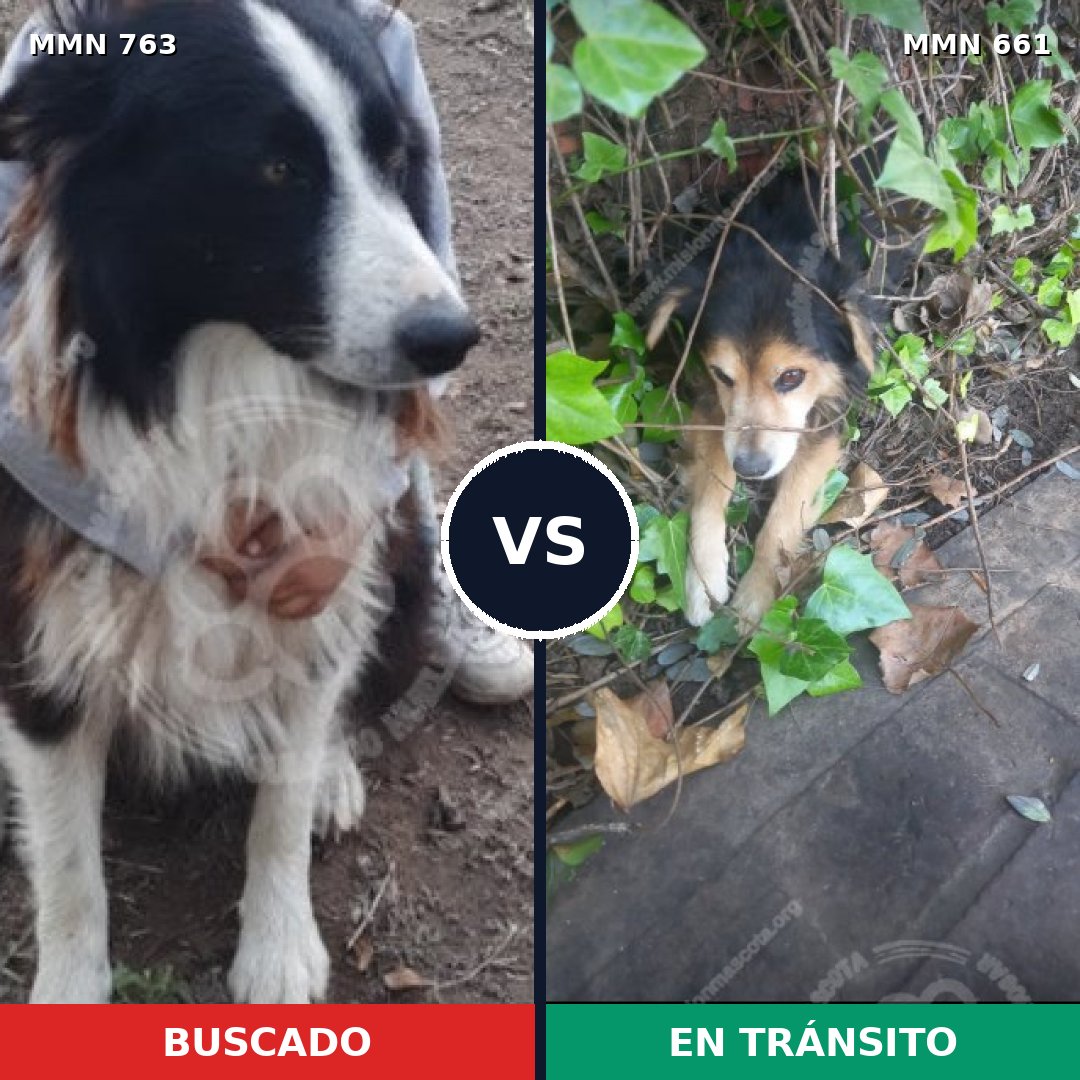 Comparativa MMS 13056: mascota perdida y mascota encontrada, 29% de similitud