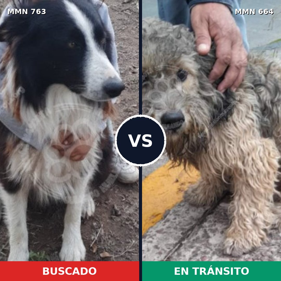 Comparativa MMS 13057: mascota perdida y mascota encontrada, 49% de similitud