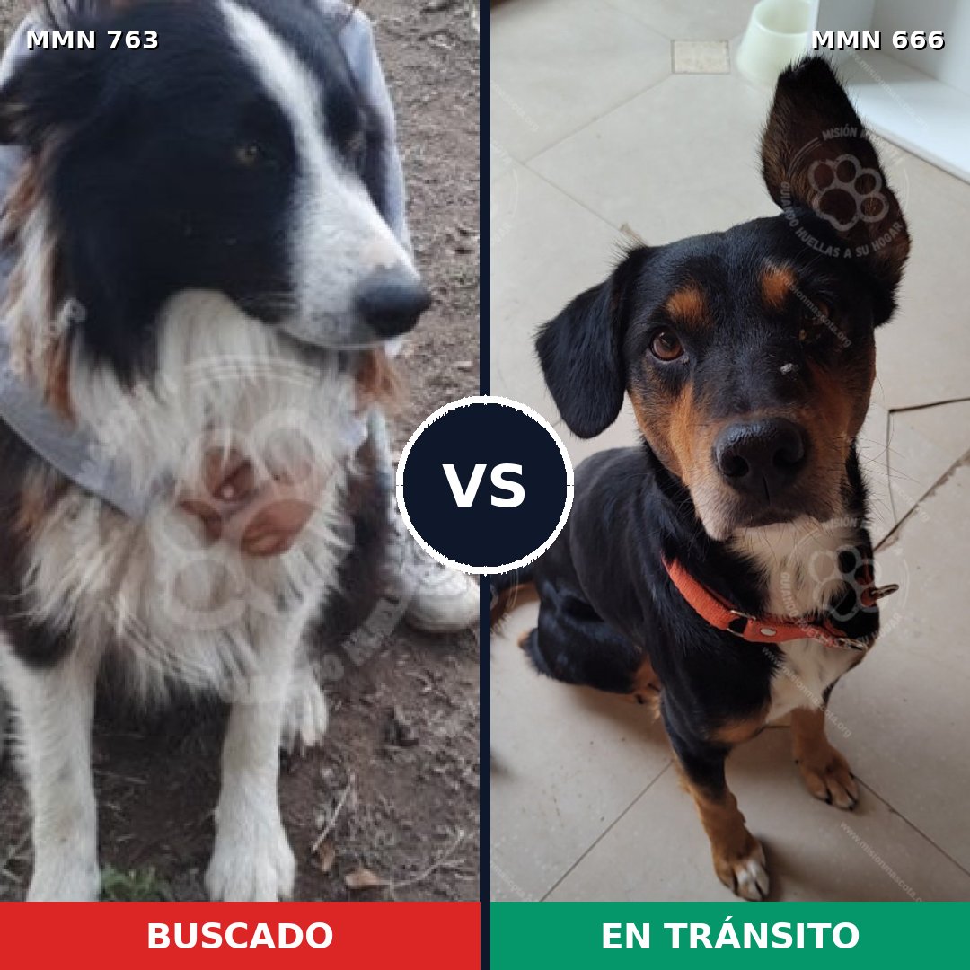 Comparativa MMS 13058: mascota perdida y mascota encontrada, 53% de similitud