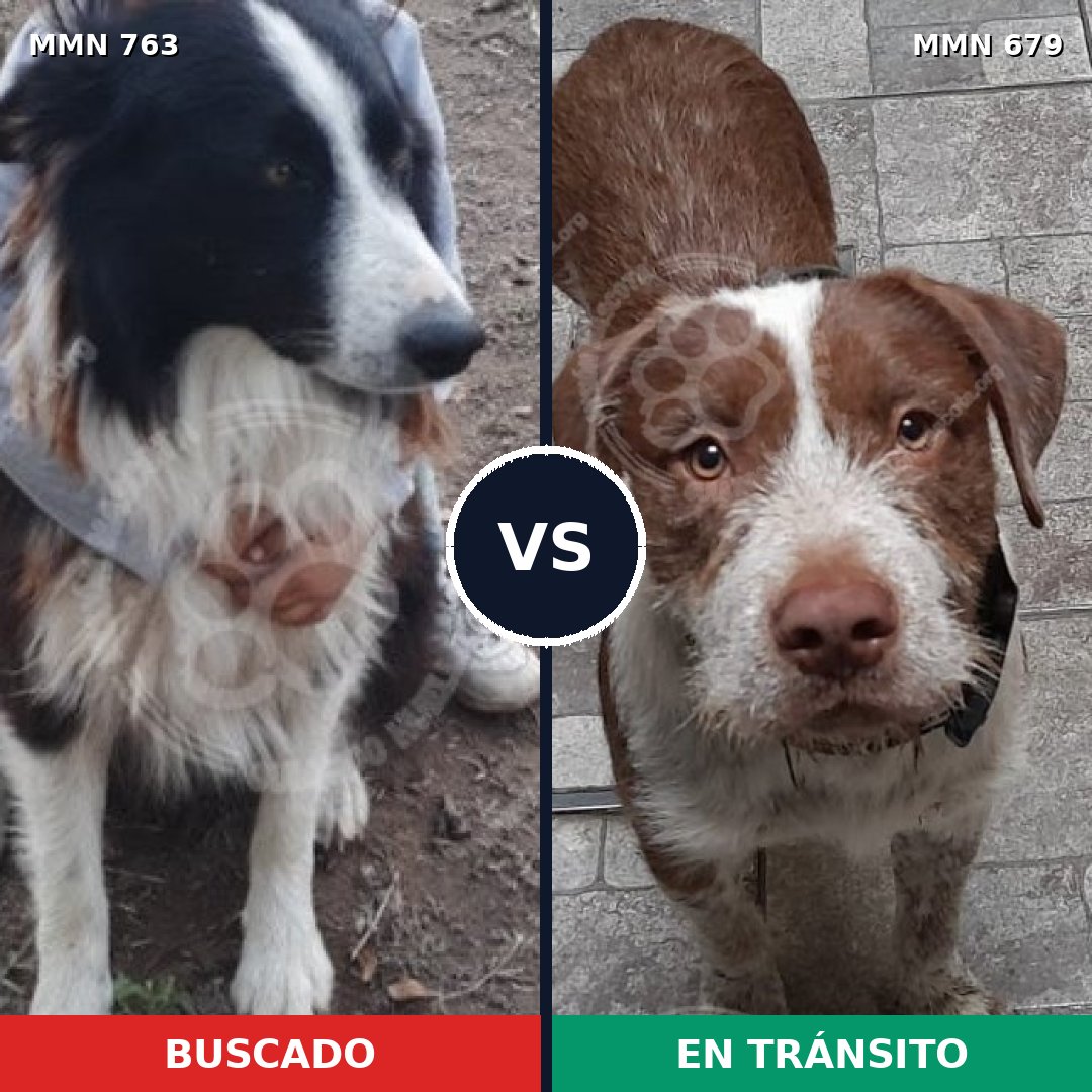 Comparativa MMS 13059: mascota perdida y mascota encontrada, 38% de similitud