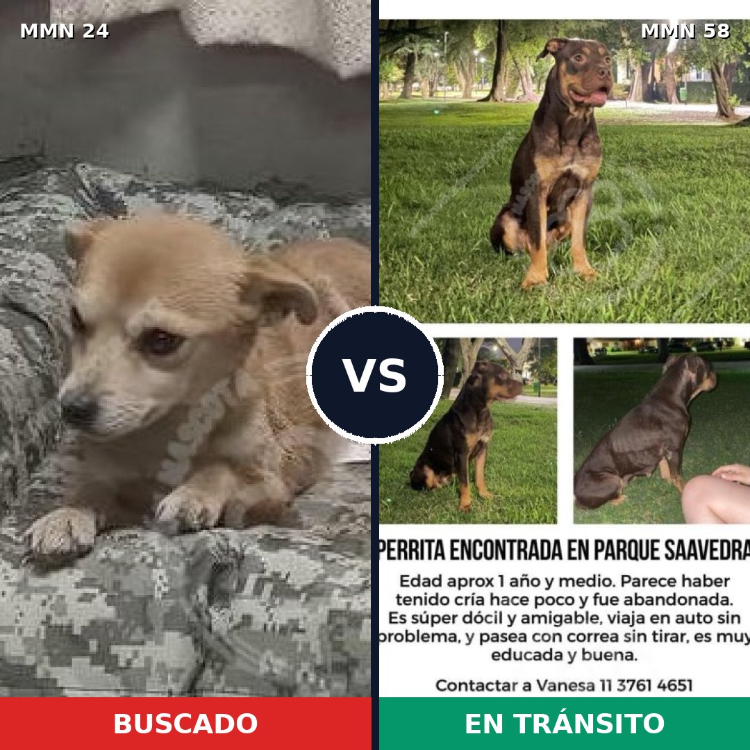 Comparativa MMS 1306: mascota perdida y mascota encontrada, 62% de similitud