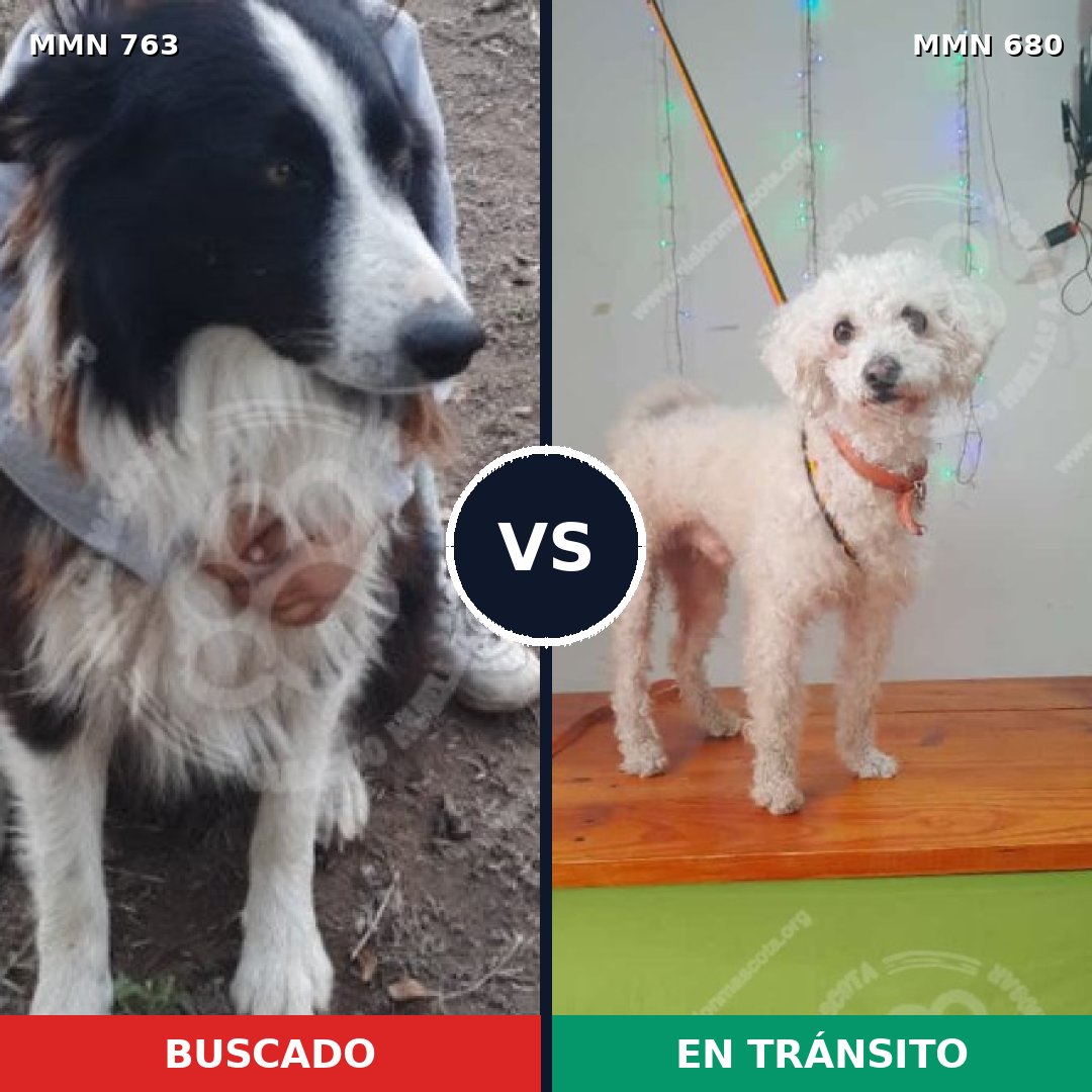 Comparativa MMS 13060: mascota perdida y mascota encontrada, 31% de similitud