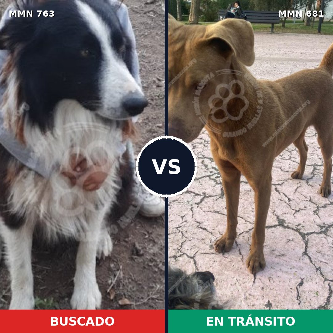 Comparativa MMS 13061: mascota perdida y mascota encontrada, 39% de similitud