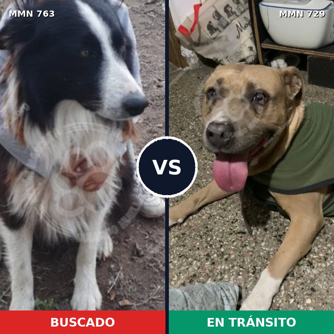 Comparativa MMS 13064: mascota perdida y mascota encontrada, 30% de similitud