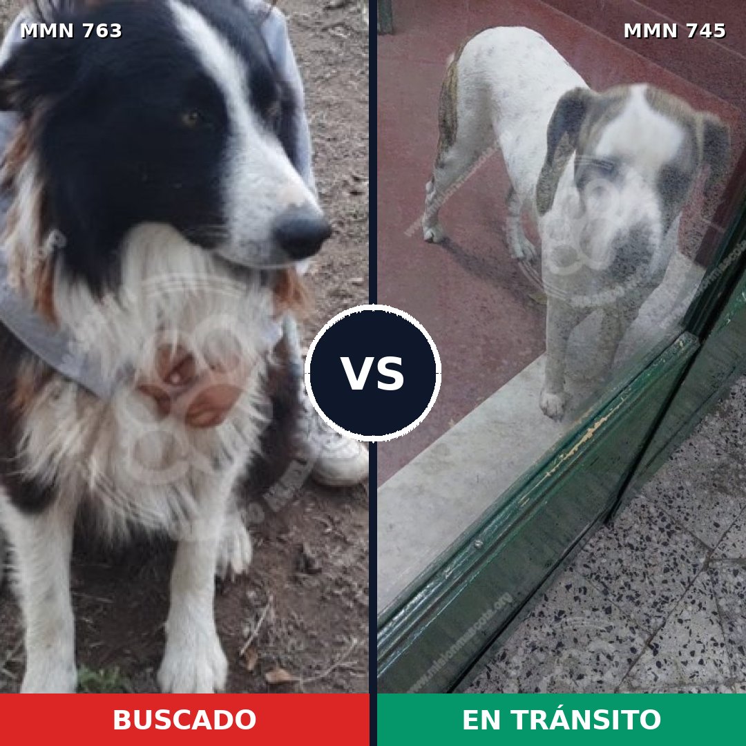 Comparativa MMS 13066: mascota perdida y mascota encontrada, 49% de similitud
